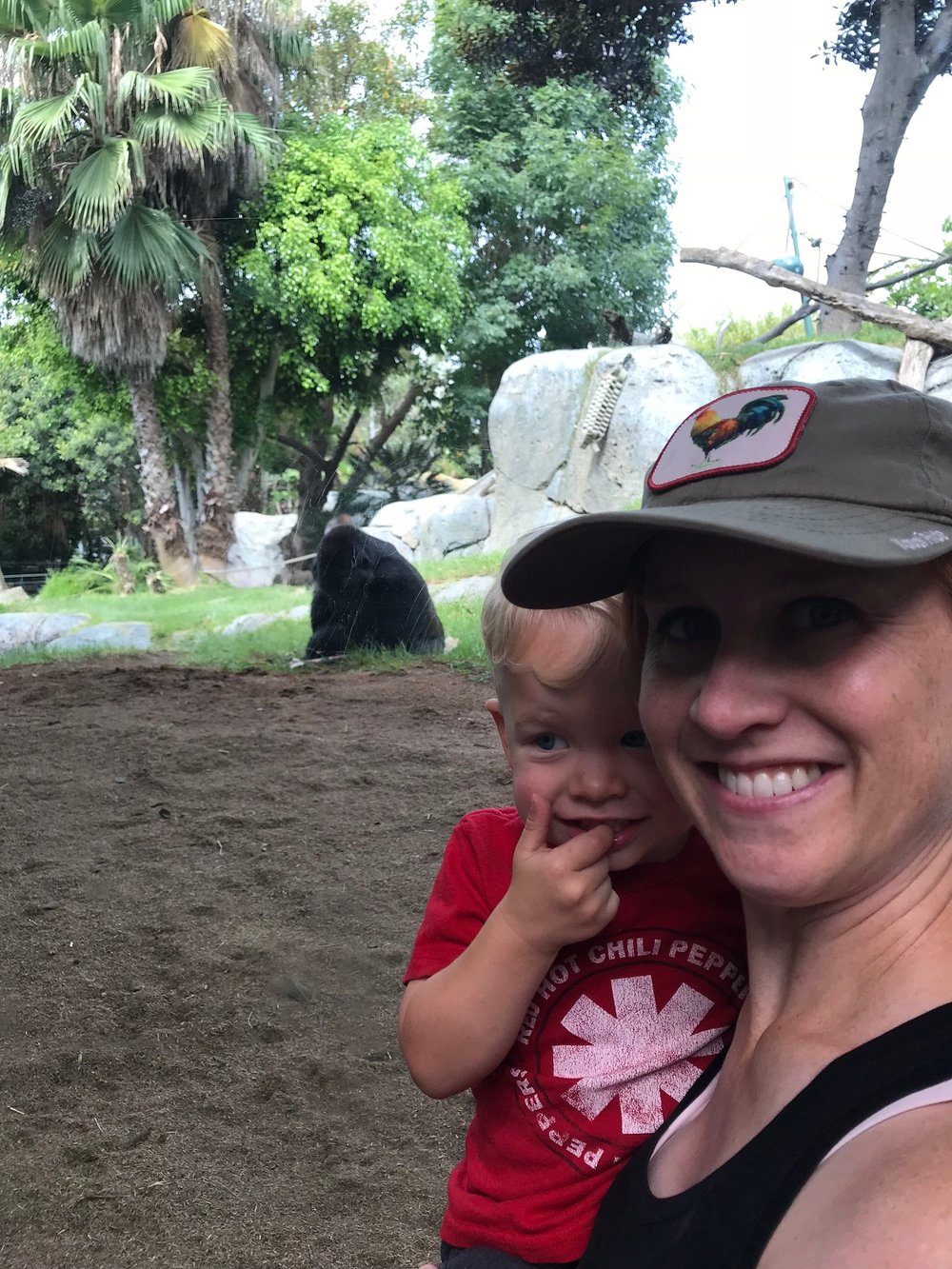 San Diego Zoo: Caleb is unsure about these Gorillas