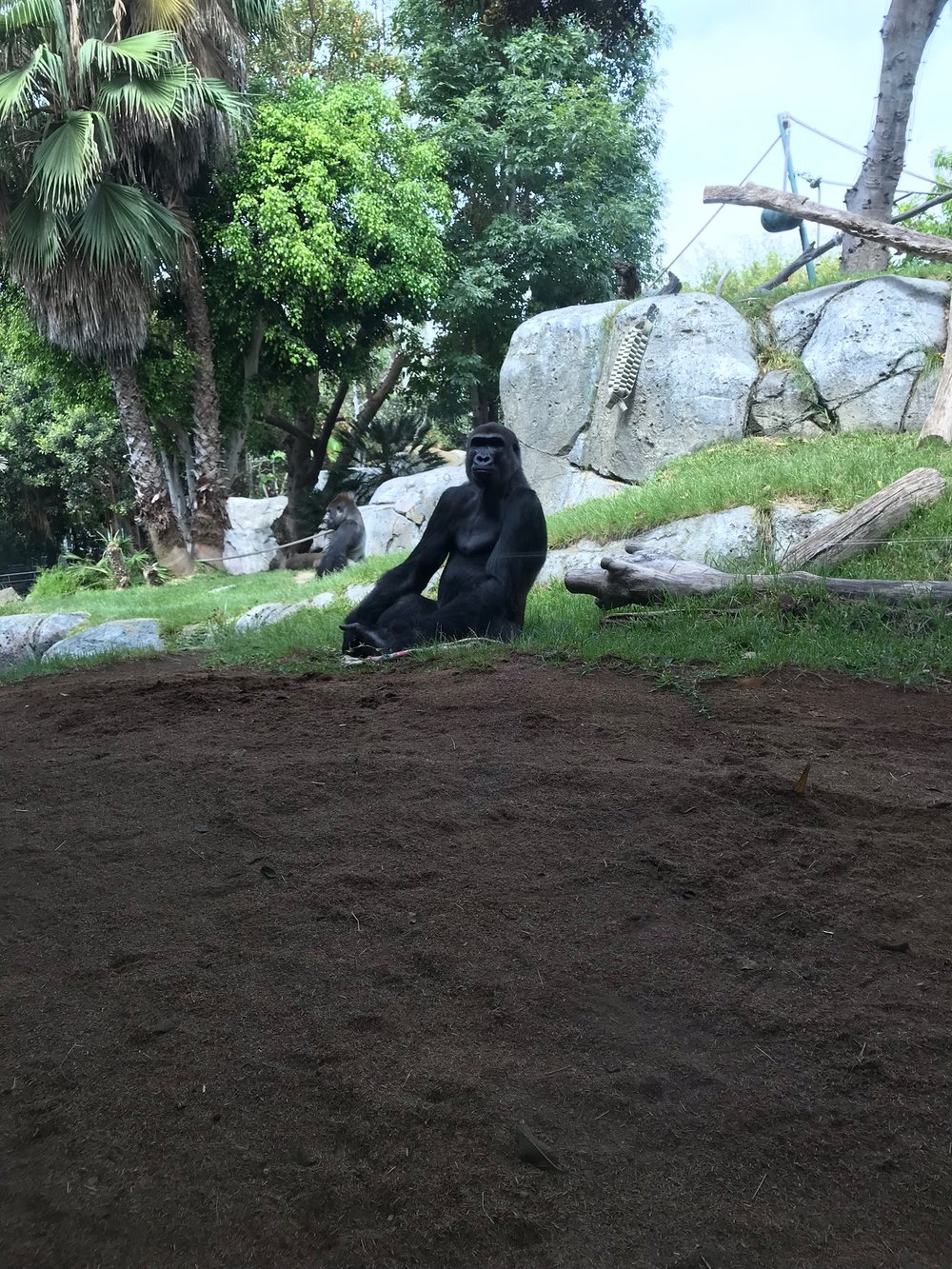 San Diego Zoo: Mr. Gorilla