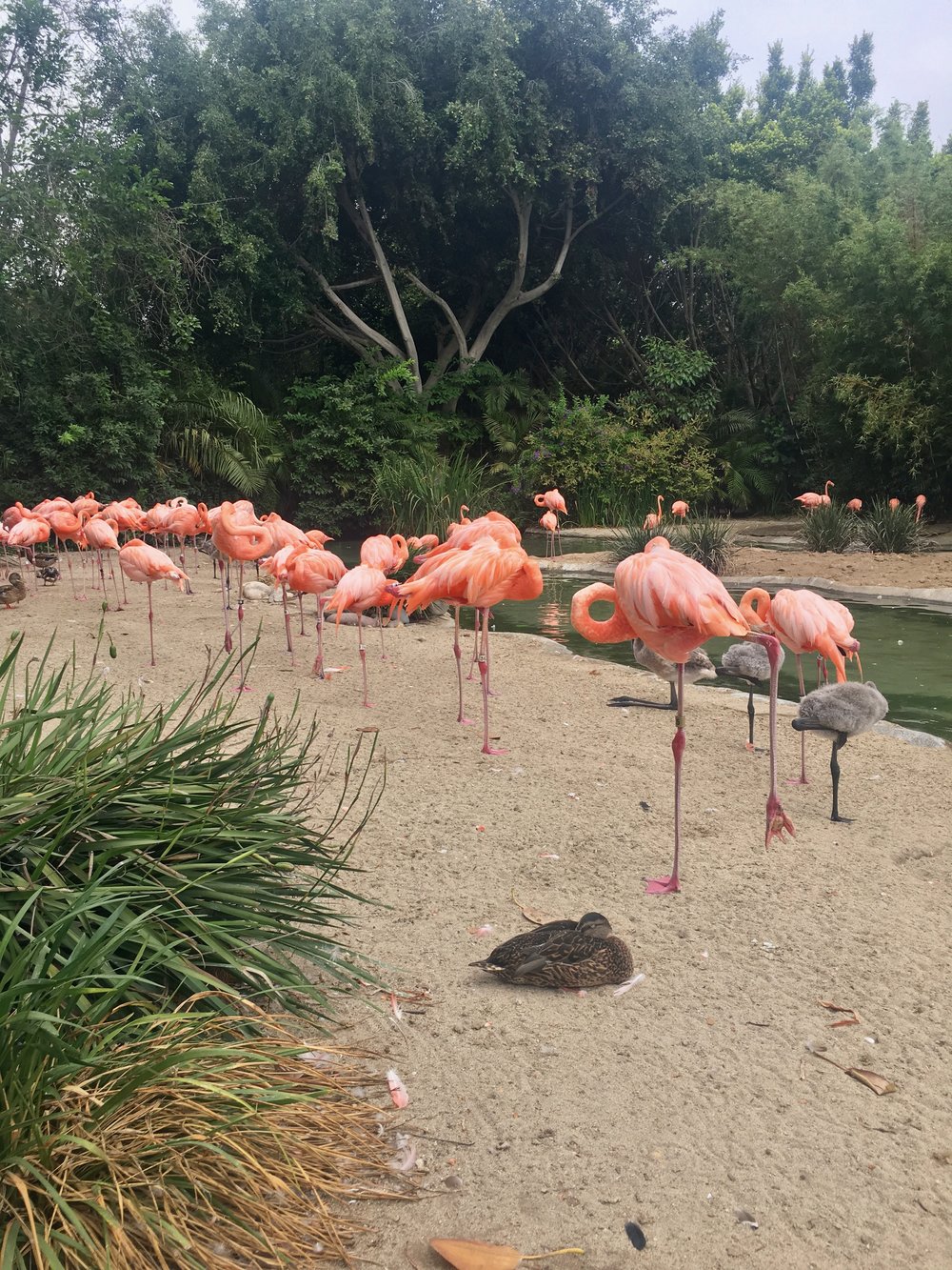 San Diego Zoo: Flamingos!