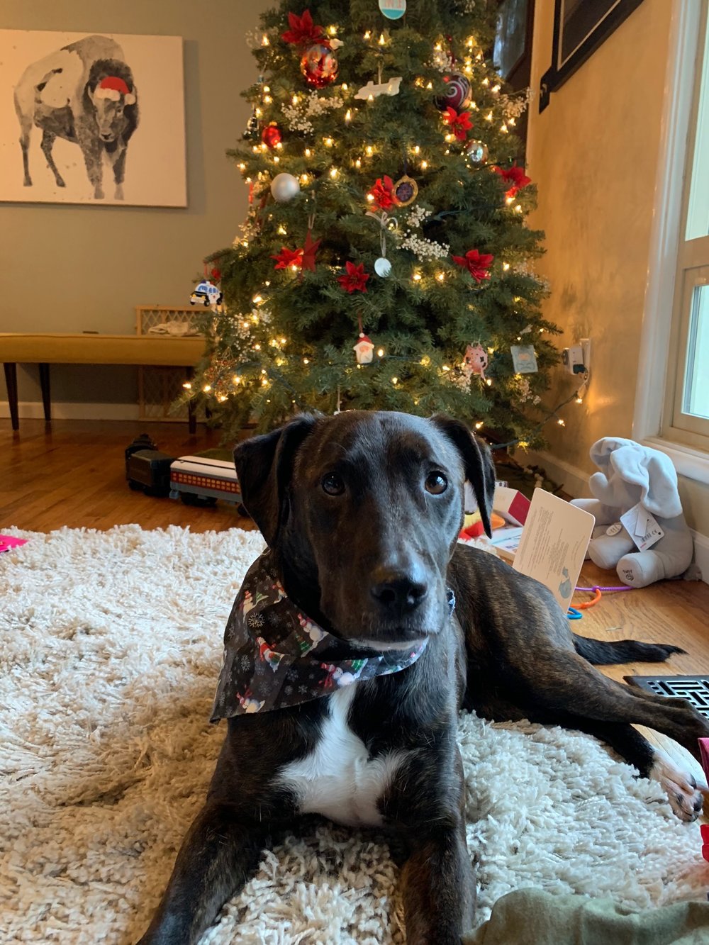 Asha, the Christmas Pup