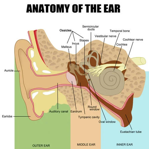 Angular And Linear Accelerations, Ear, And The Skeletal Muscle – CTTP