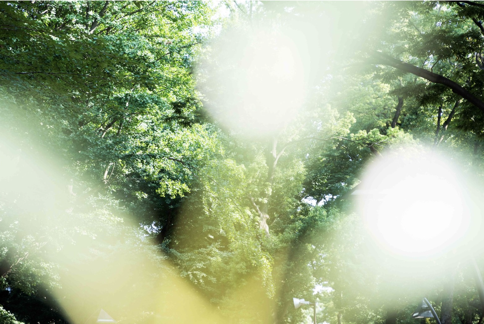 A Japanese Photographer Captures the Mysterious Power of Forest Bathing Photography by Yoshinori Mizutani