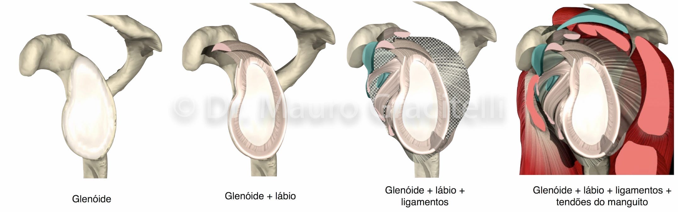 Anatomia do Ombro