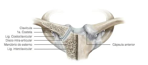 luxacao_esterno_clavicular_anatomia.jpg