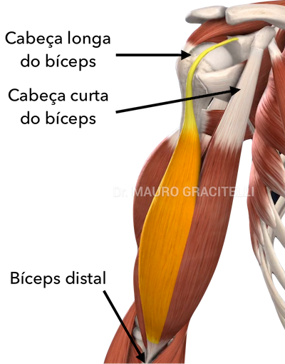 anatomia-biceps.png