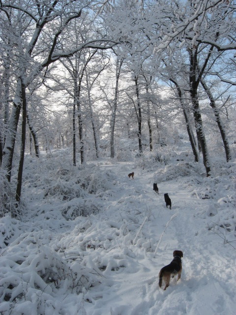 Winter wonderland hike with pups