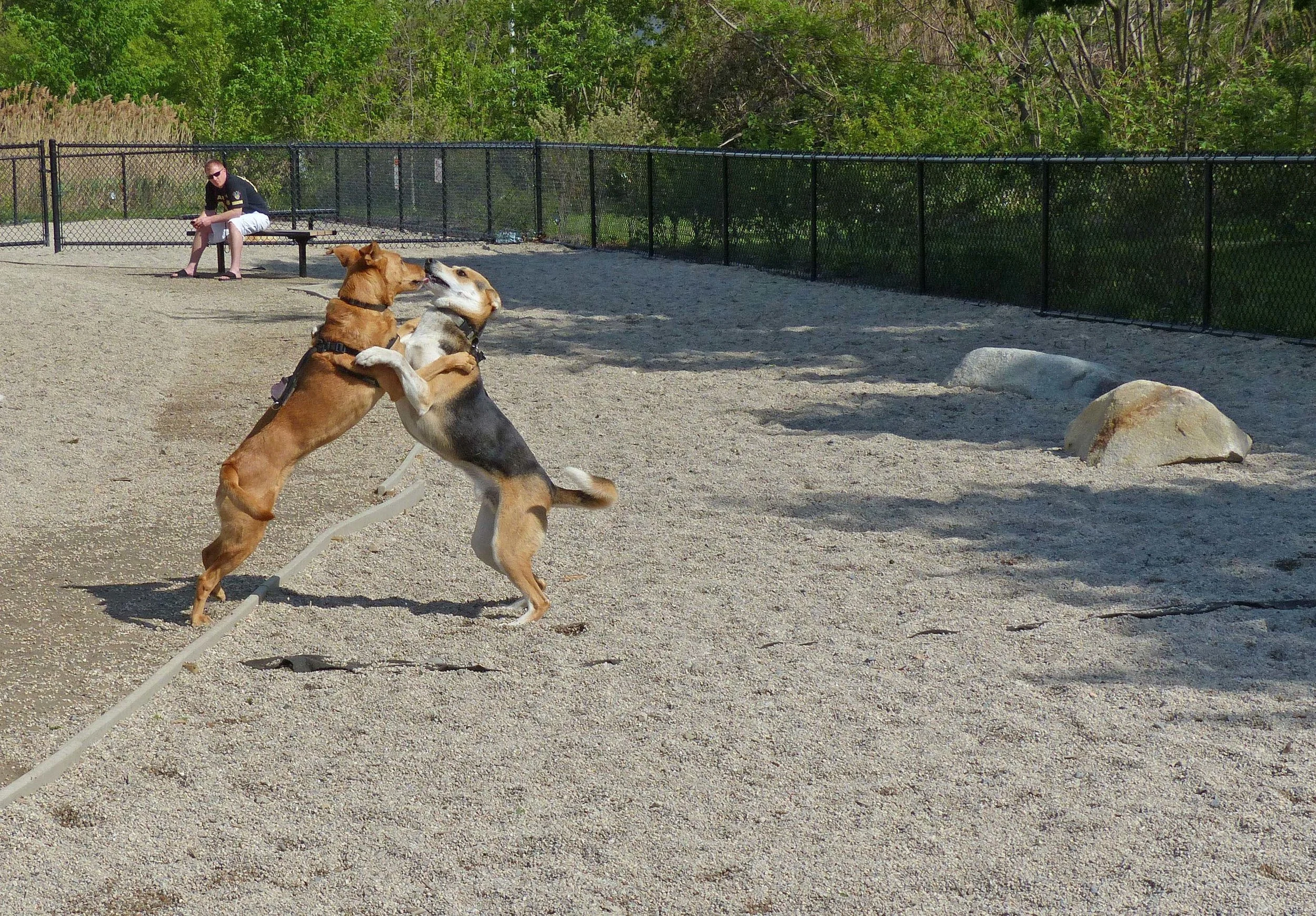 Dogs playing at the off-leash recreation area at Thorndike Field & Magnolia Park