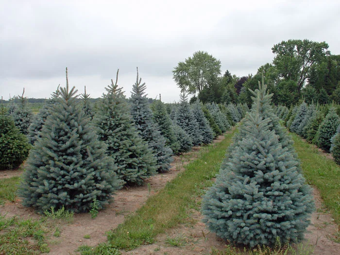 Evergreens