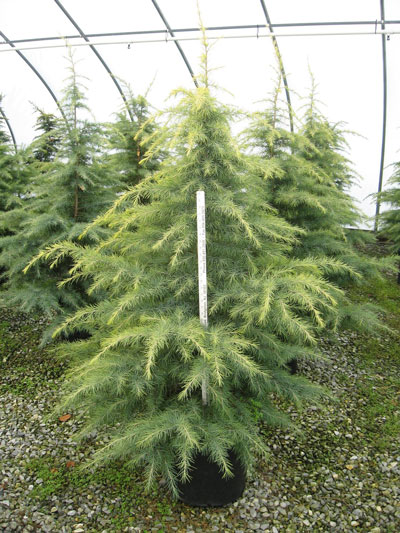 Cedrus-deodora-Silver-Mist-.jpg