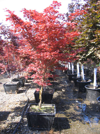 Acer-palmatum-Bloodgood-21-.jpg