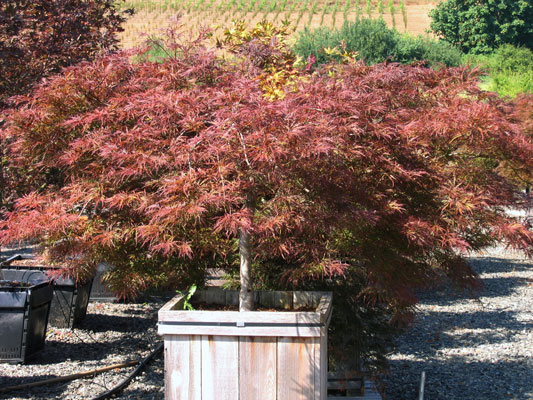 Acer-palmatum-dissectum-'In.jpg