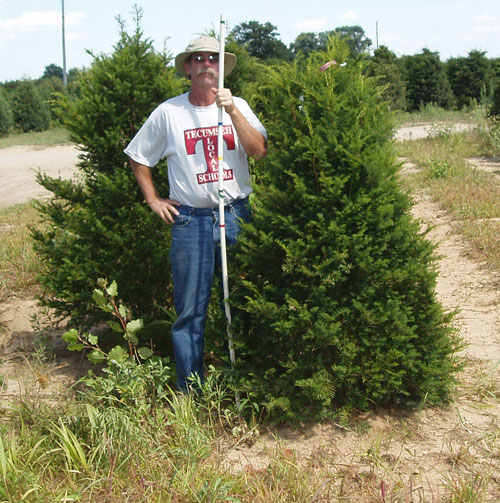 5-6'_taxus_fastigata.jpg