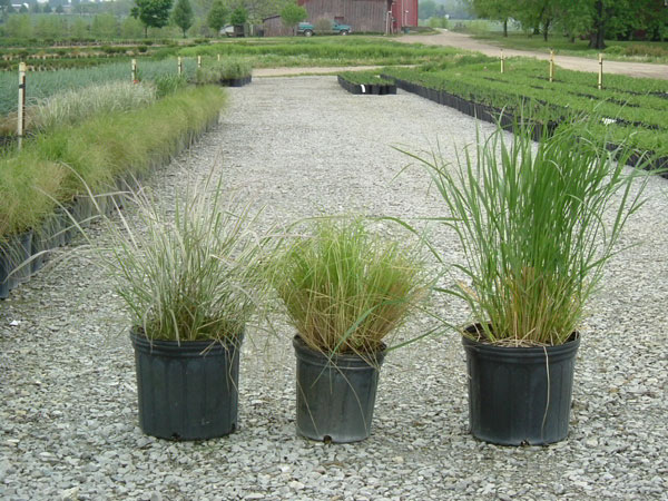 Assorted-Grasses.jpg