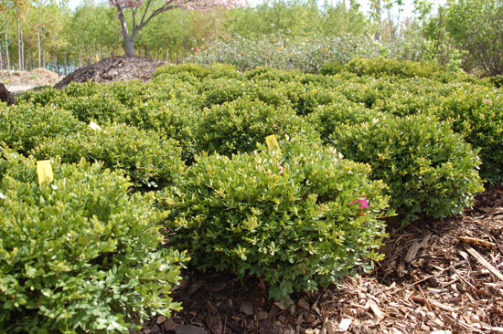 Buxus-x-'Chicagoland-Green'.jpg