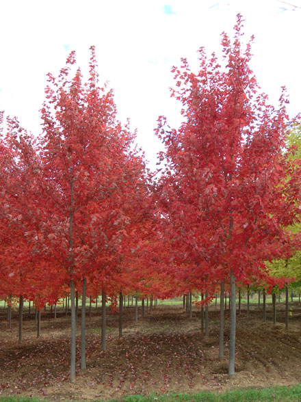 Acer-x-free.-'Autumn-Blaze'.jpg