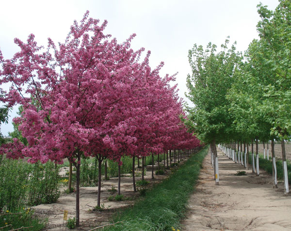 Prairie-Fire-Crabapple.jpg