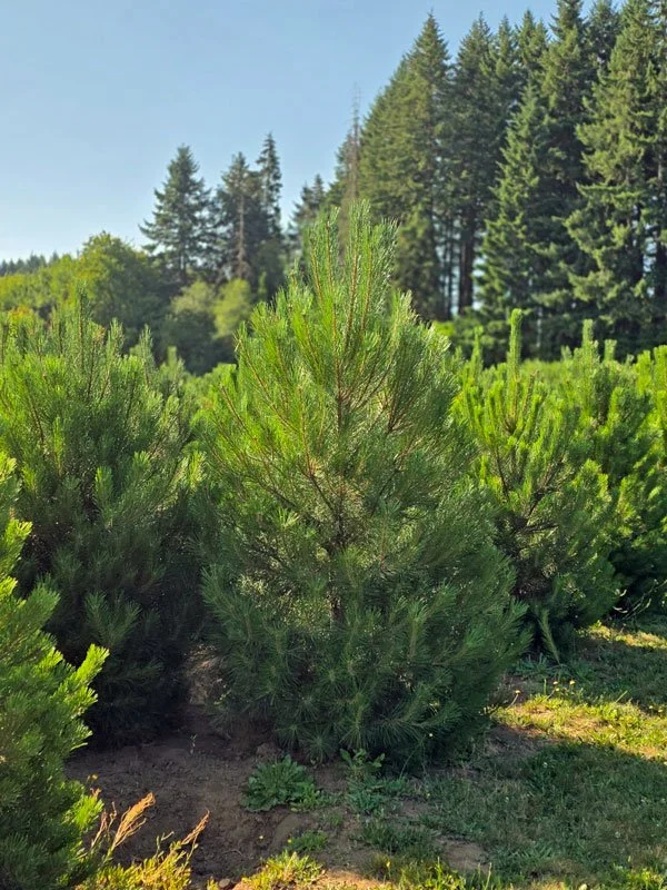 Austrian-Pine.jpg