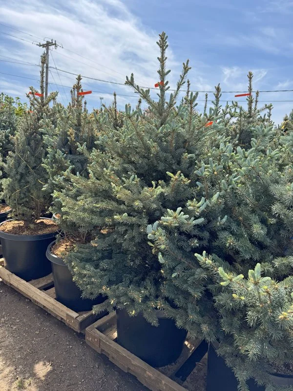 Baby-Blue-Spruce.jpg