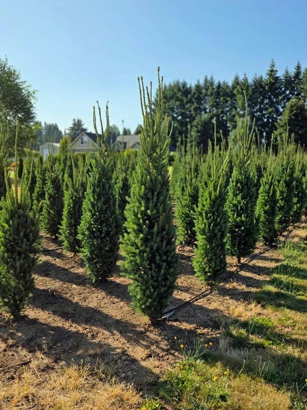 Cupressina-Spruce.jpg