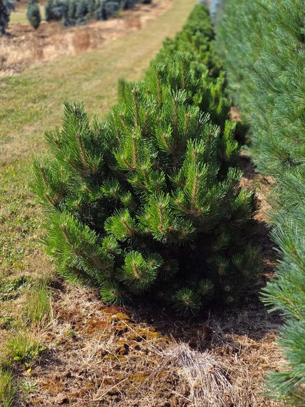 Hornbrookiana-Austrian-Pine.jpg