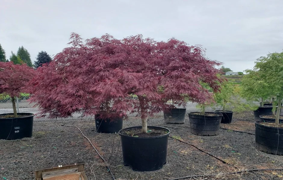 Large-Laceleaf-Japanese-Maple.jpg