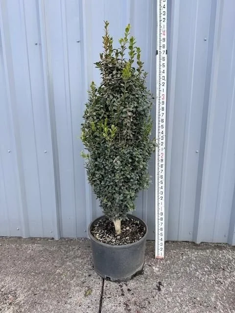 Buxus sempervirens Graham Blandy.jpg