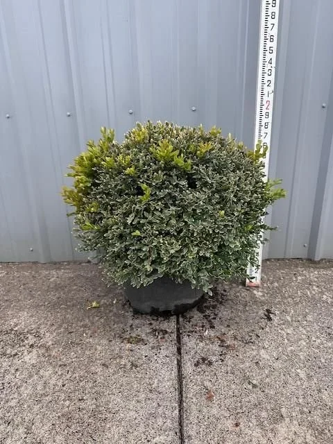 Buxus Green Velvet.jpg