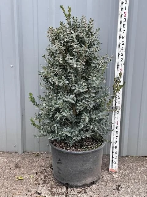 Buxus sempervirens Newport Blue.jpg