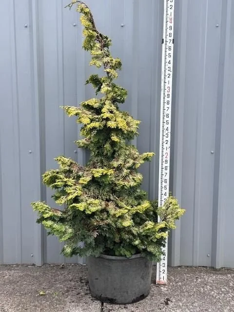 Chamaecyparis obtusa Aurea.jpg