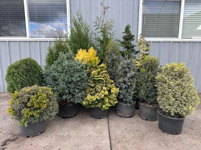 Grouping of #6 plants.jpg