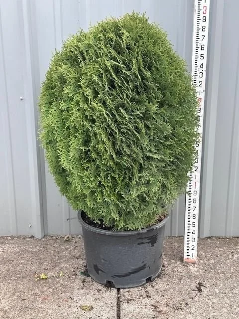 Thuja occidentalis Little Giant.jpg