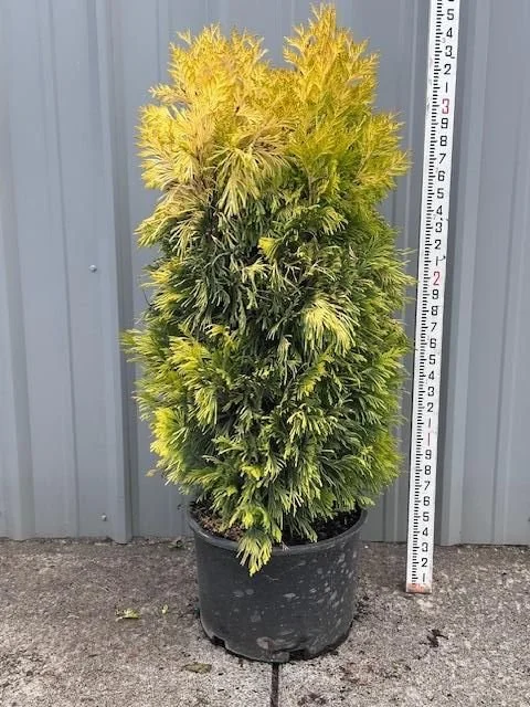 Thuja plicata Forever Goldie.jpg