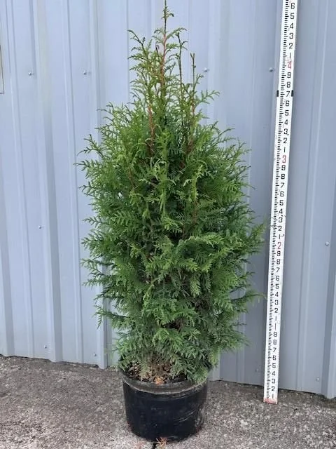 Thuja plicata Northern Spire.jpg