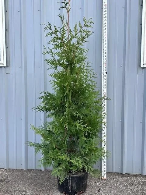 Thuja x Green Giant.jpg