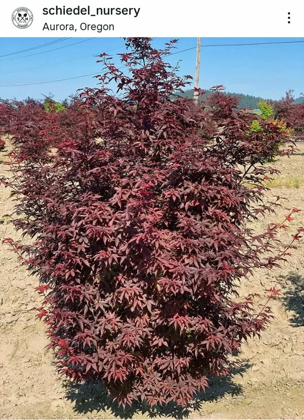 Twombleys-Red-Japanese-Maple.jpg