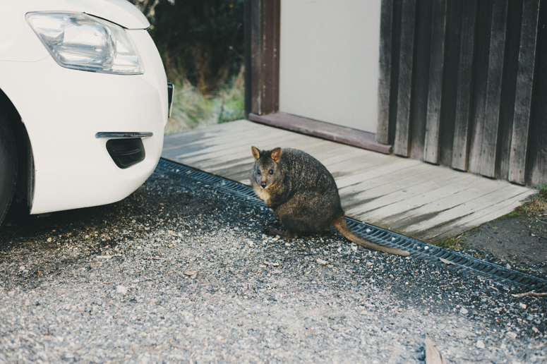 Tasmania 2013 -208.jpg