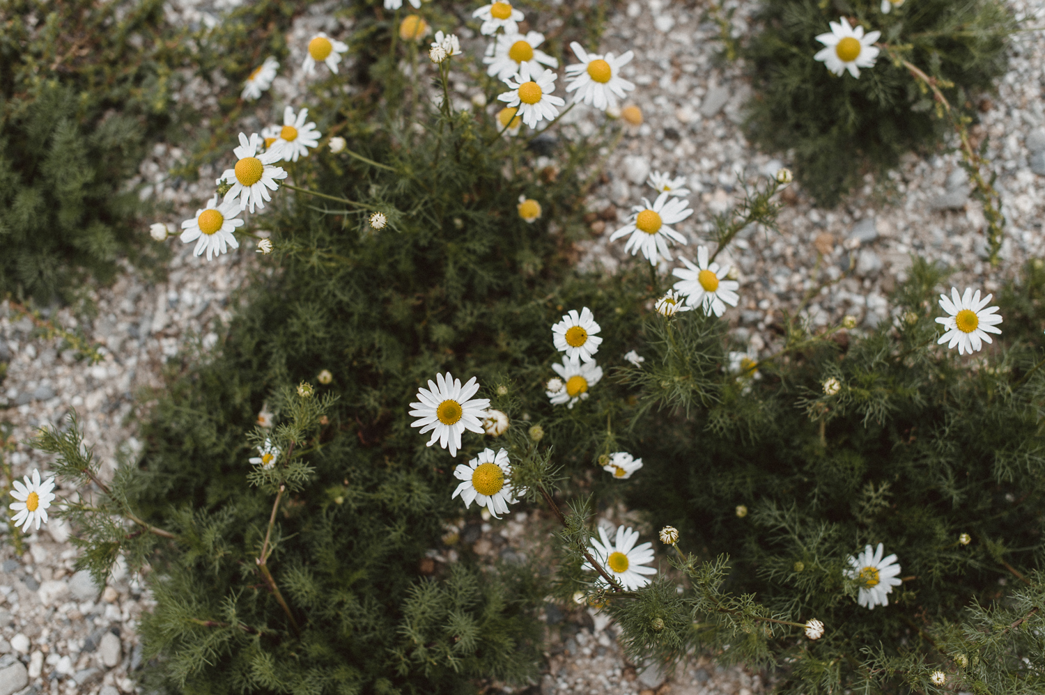 002-same_sex_wanaka_elopement.jpg