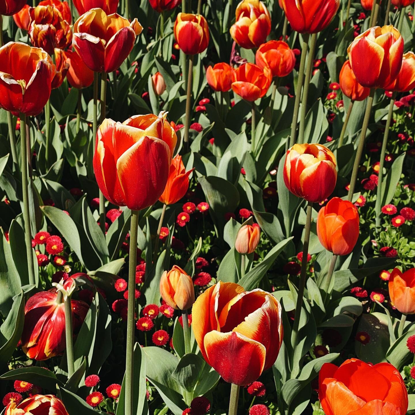 The sun finally came out on the long weekend and it was our 12th wedding anniversary. So we picnicked in the park and did the obligatory spring @floriade_australia walkthrough. ☀️🌷🧺💜