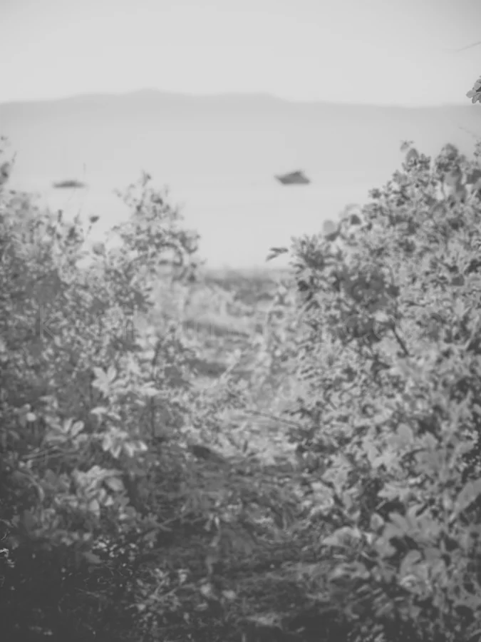 donner 6-198-2B.jpg