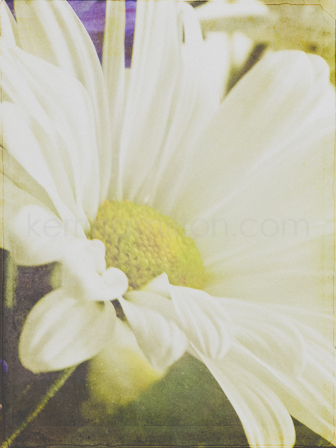 flowers5.jpg