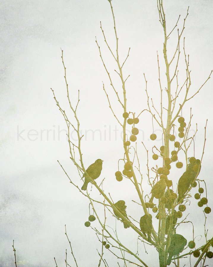 winterbirds1.jpg