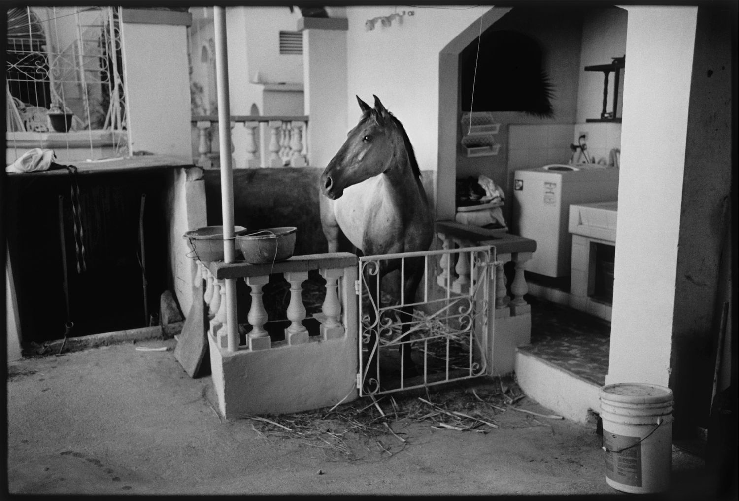 Doris: Horse in the Kitchen. Cuba.