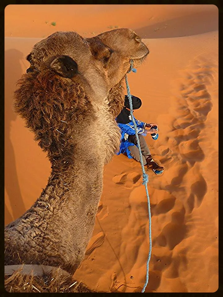 Sahara.