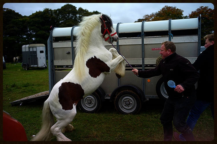 Grooming the Horse