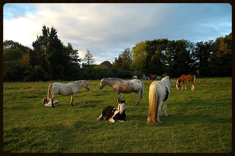 early Morning Stow