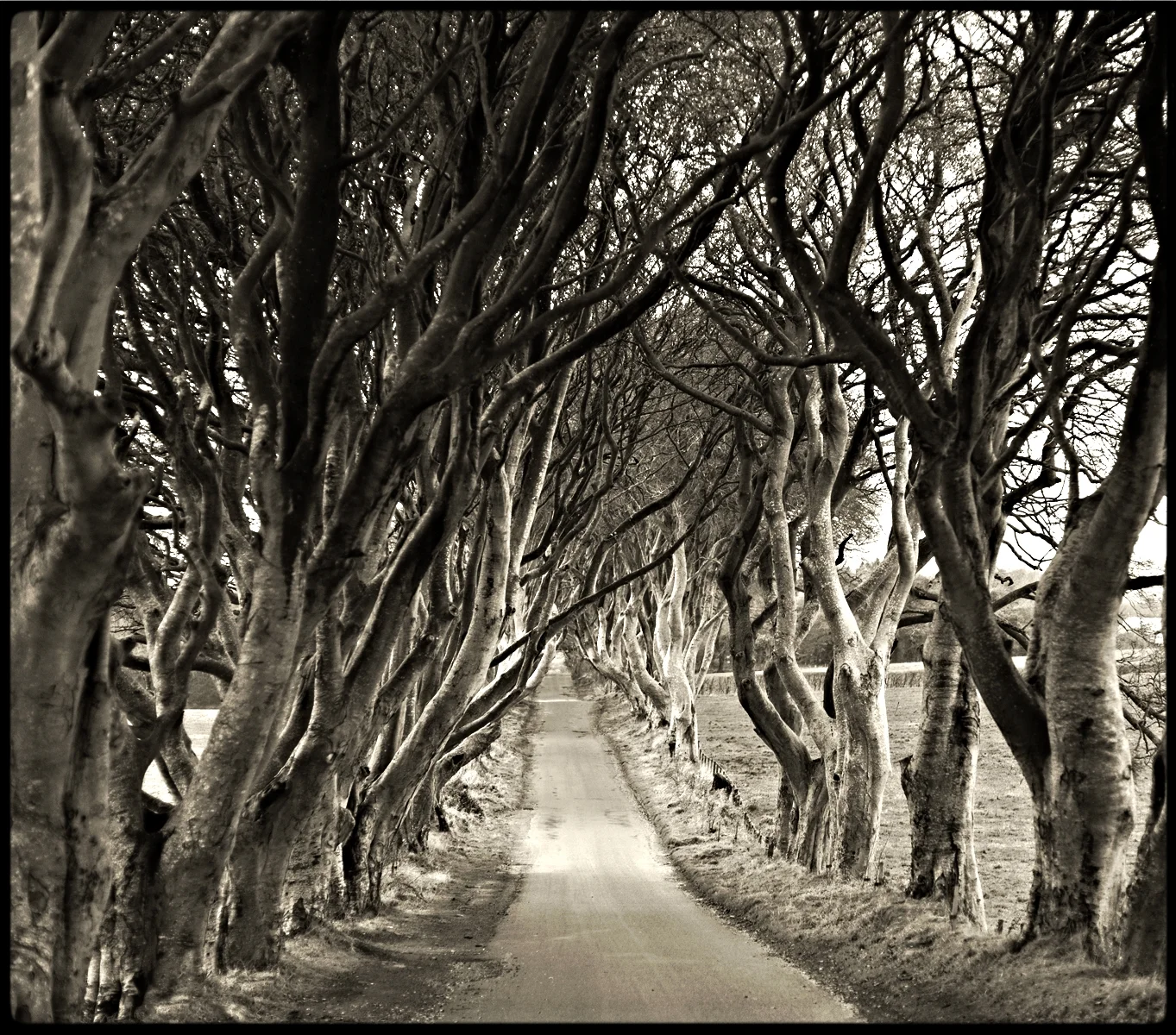 Dark Hedges : Antrim