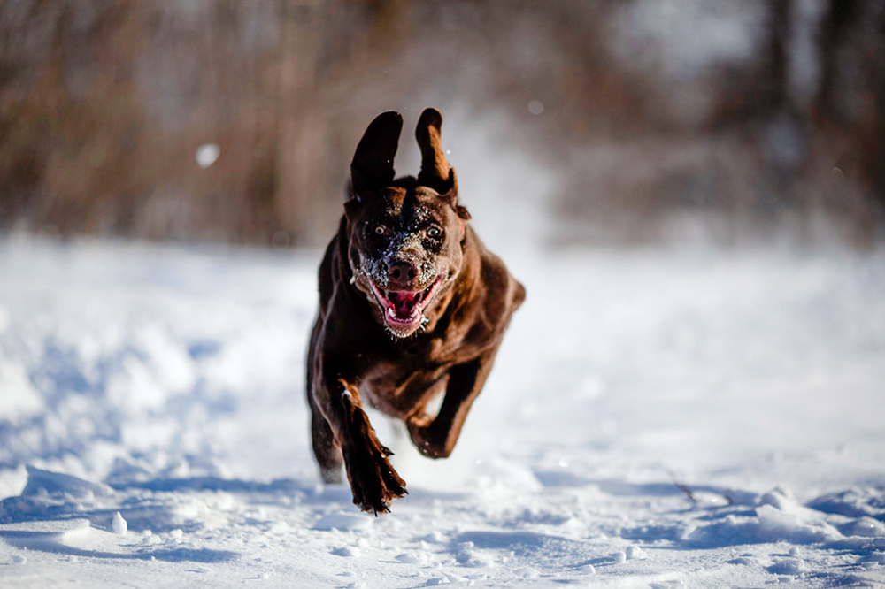 Dog running through snow Morris Manitoba