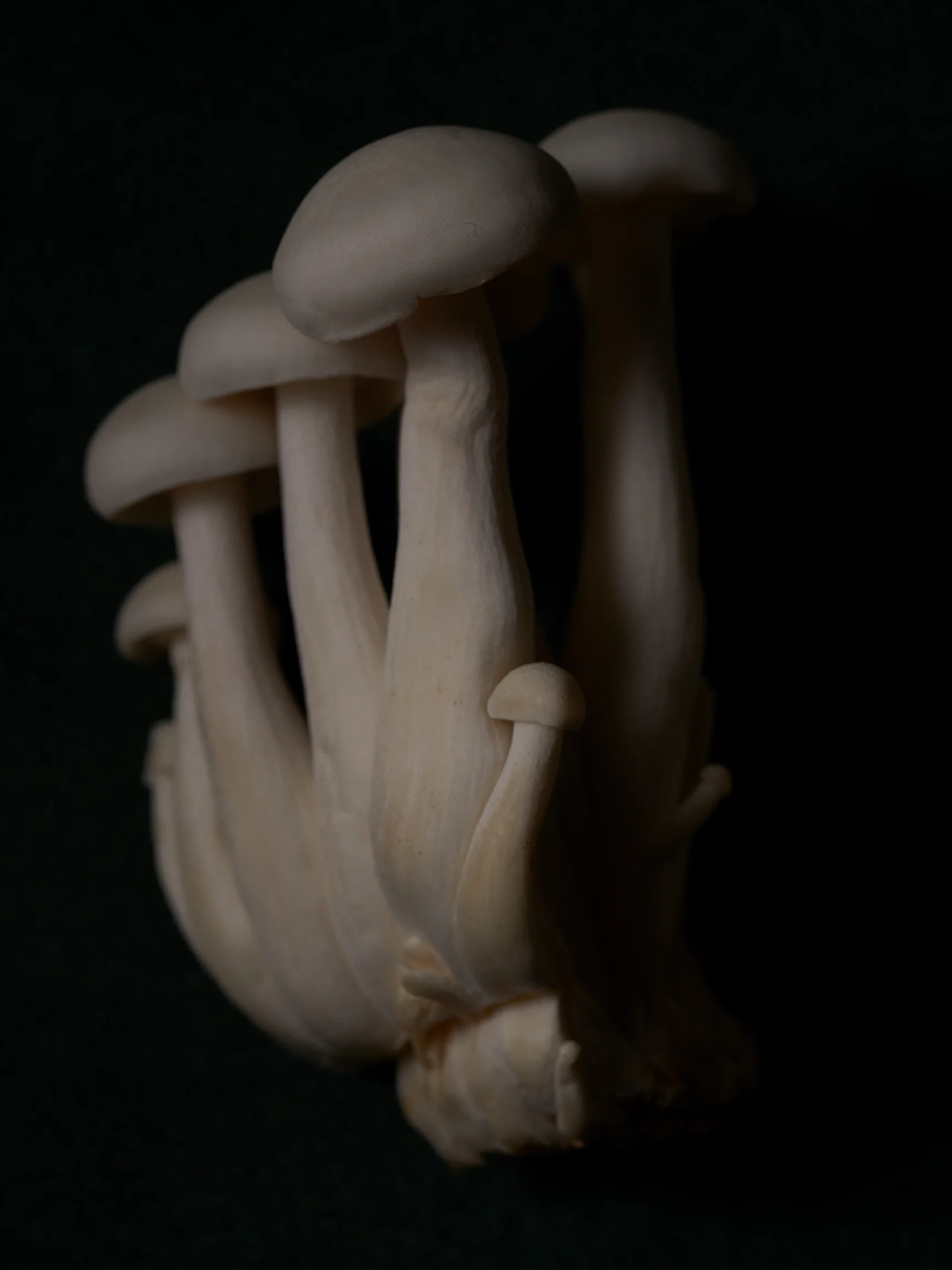 190224_Shrooms_0066.jpg