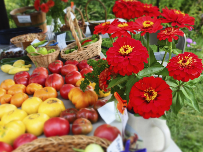the-simple-profound-symbolism-of-everyday-life-spirit-animals-guides-the-meaning-of-flowers-spiritual-significance-life-of-a-modern-day-shaman-Red Zinnias:  Spiritual Flower Meaning: Lasting Affection or Physical Endurance