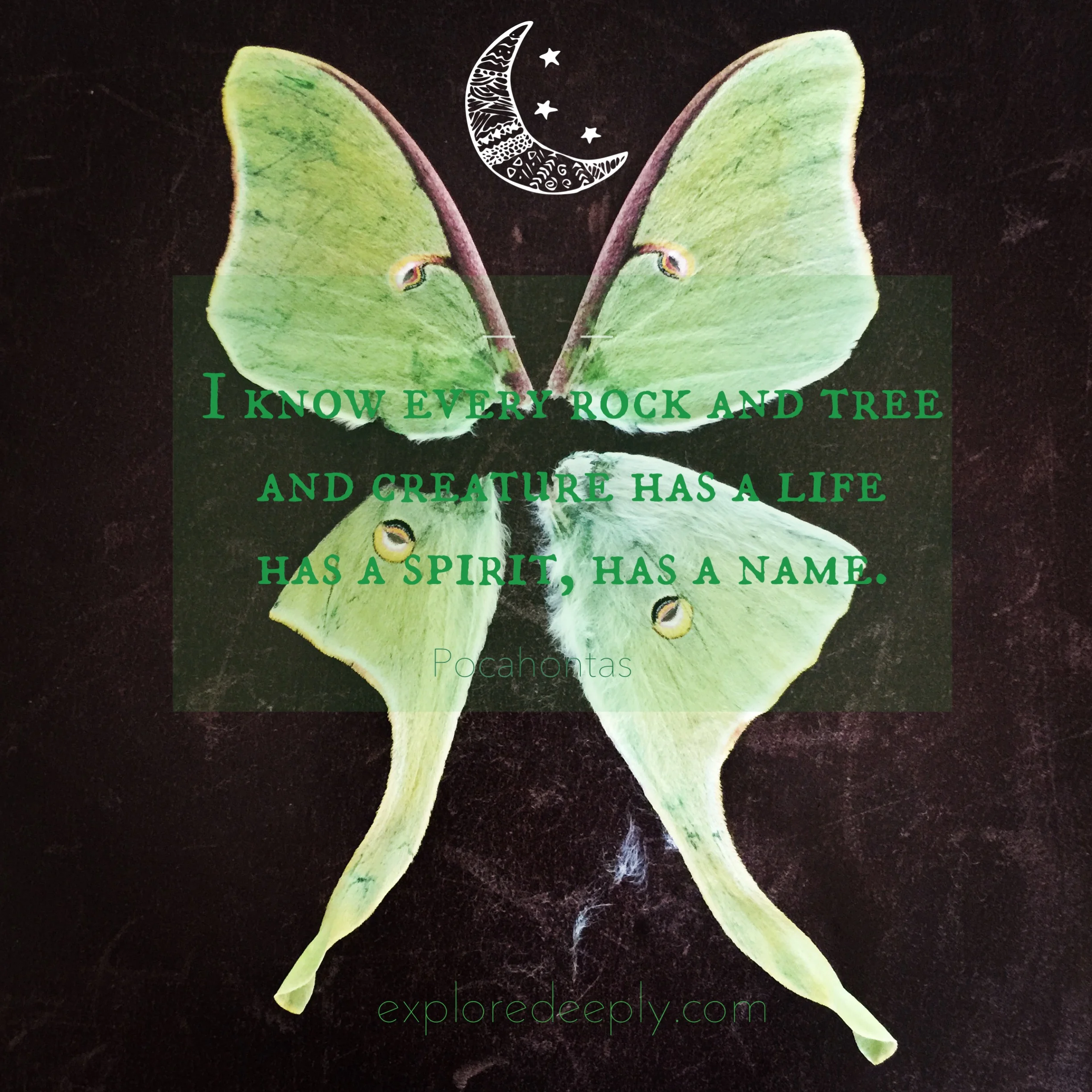 Finding a Luna Moth on my daily walk serves as a good omen for the following months, signifying the advent of change.
